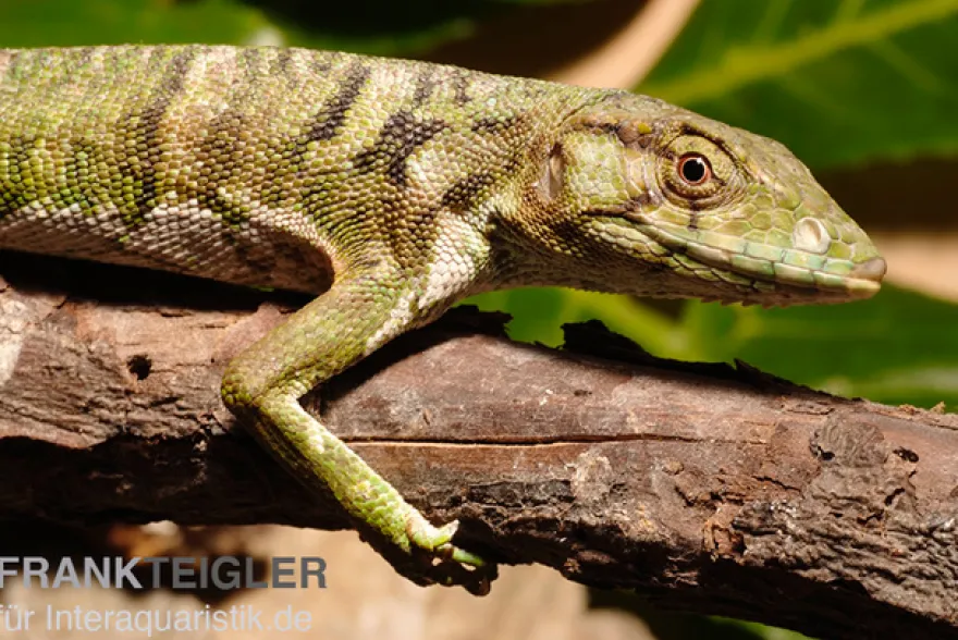 Buntleguan, Polychrus marmoratus