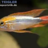 Buntschwanz-Zwergbuntbarsch, Apistogramma agassizii doppelrot, paarweise, Größe M