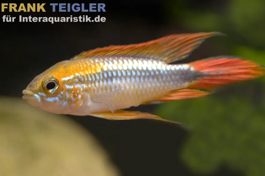 Buntschwanz-Zwergbuntbarsch, Apistogramma agassizii doppelrot, paarweise, Größe M