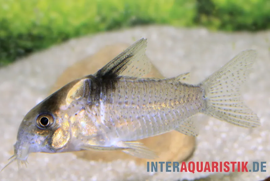 Burgessi-Panzerwels, Corydoras cf. burgessi CW 98