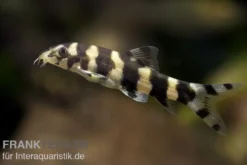 Burma Prachtschmerle, Botia histrionica, 3-4 cm