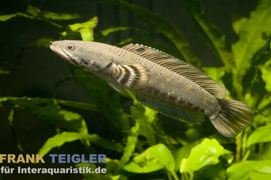 Burma Tiger-Schlangenkopf, Channa pulchra, 6-7 cm