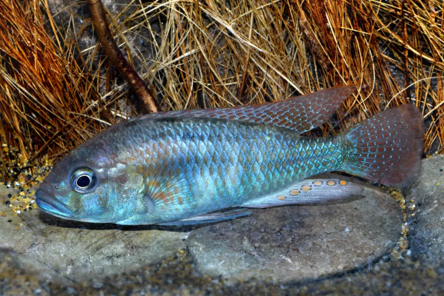 Burtons Maulbrüter, Astatotilapia burtoni, DNZ
