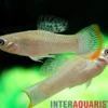 Butlers Molly, Poecilia butleri