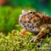 Butterfly Ornated-Pacman-Frog, Ceratophrys ornata Butterfly ornated