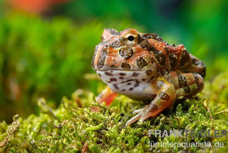 Butterfly Ornated-Pacman-Frog, Ceratophrys ornata Butterfly ornated