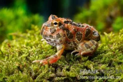 Butterfly Ornated-Pacman-Frog, Ceratophrys ornata Butterfly ornated