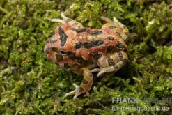 Butterfly Ornated-Pacman-Frog, Ceratophrys ornata Butterfly ornated