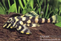 Butterfly Pleco, L168, (Dekeyseria) Zonancistrus brachyurus, 8-10 cm