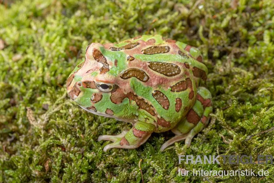 Camouflage-Pacman-Frog, Ceratophrys cranwelli Camouflage