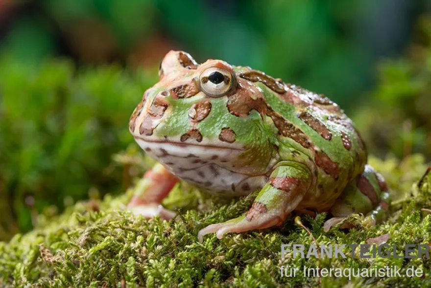 Camouflage-Pacman-Frog, Ceratophrys cranwelli Camouflage