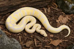 Candino-Königspython, Python regius