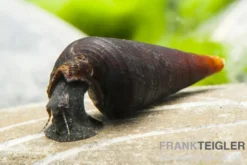 Cappuccino-Turmdeckelschnecke, Faunus sp.