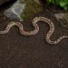 Caramel-Motley-Kornnatter, Pantherophis guttatus