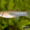 Cauca-Molly, Poecilia caucana