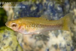 Cauca-Molly, Poecilia caucana