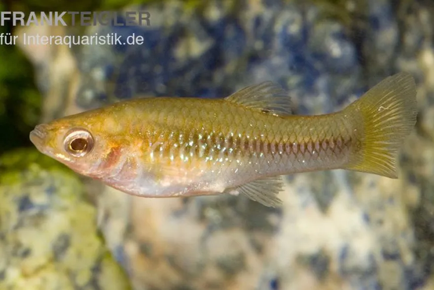 Cauca-Molly, Poecilia caucana