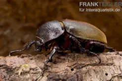Caucasus-Käfer, Chalcosoma caucasus, gemischt