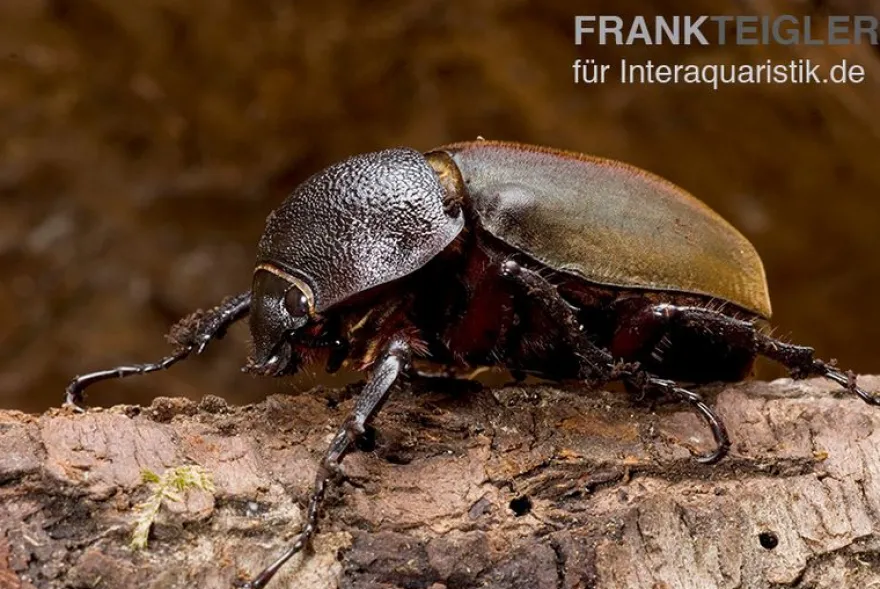 Caucasus-Käfer, Chalcosoma caucasus, gemischt