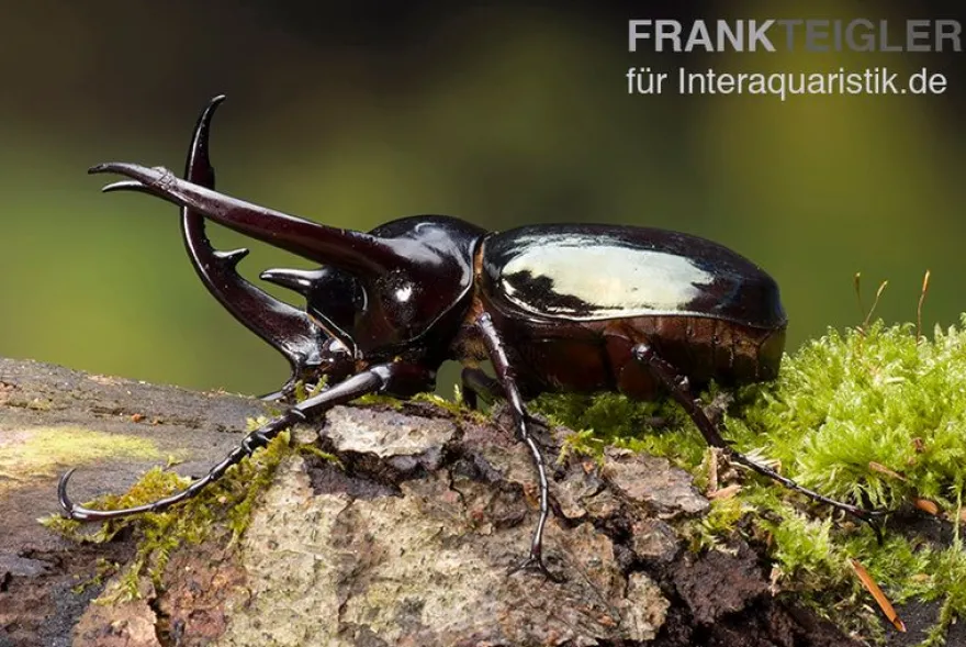 Caucasus-Käfer, Chalcosoma caucasus, gemischt