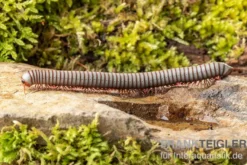 Caudulanus-Tausendfüßer, Spirobolus caudulanus