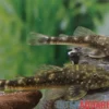 Ceara-Zwergotocinclus, Parotocinclus cearensis