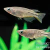 Celebes Reisfisch, Oryzias celebensis
