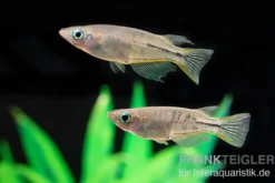 Celebes Reisfisch, Oryzias celebensis