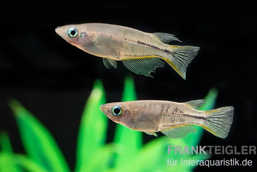 Celebes Reisfisch, Oryzias celebensis