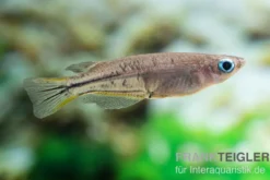 Celebes Reisfisch, Oryzias celebensis