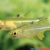 Celebes-Sonnenstrahlfisch, Marosatherina ladigesi