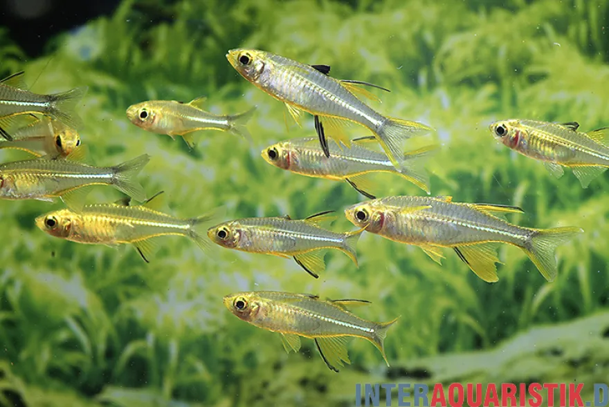 Celebes-Sonnenstrahlfisch, Marosatherina ladigesi