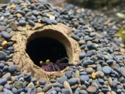 CeramicNature Cichlid-Iglu M, ca. 16 × 16 × 8 cm