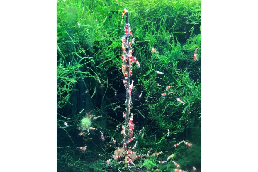 Ceramic Nature Shrimp Stick Mineral Lolly 10 Stk.
