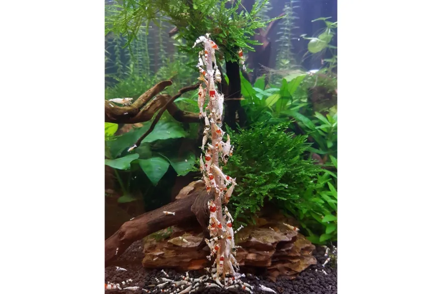 Ceramic Nature Shrimp Stick Spinat Lolly 10 Stk.