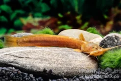 Cerinum-Wels, Amblyceps cerinum