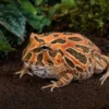 Chaco-Schmuckhornfrosch „Red Coffee“, Ceratophrys cranwelli
