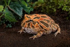 Chaco-Schmuckhornfrosch „Red Coffee“, Ceratophrys cranwelli