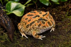 Chaco-Schmuckhornfrosch „Red Coffee“, Ceratophrys cranwelli