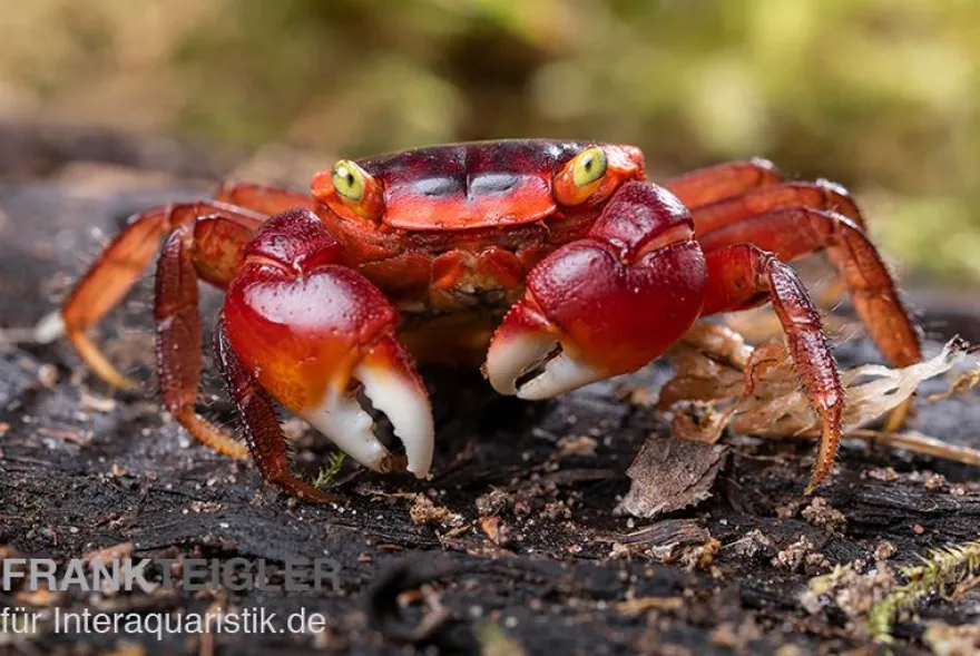 Chamäleonkrabbe, Metasesarma aubryi (Red Apple Crab), Zufällig ausgewählt