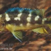 Chamäleon-Maulbrüter, Pseudotropheus crabro, DNZ