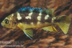 Chamäleon-Maulbrüter, Pseudotropheus crabro, DNZ