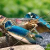 Cherax "Pink Coral", Cherax warsamsonicus - Zufällig