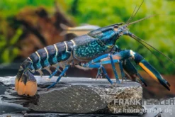 Cherax