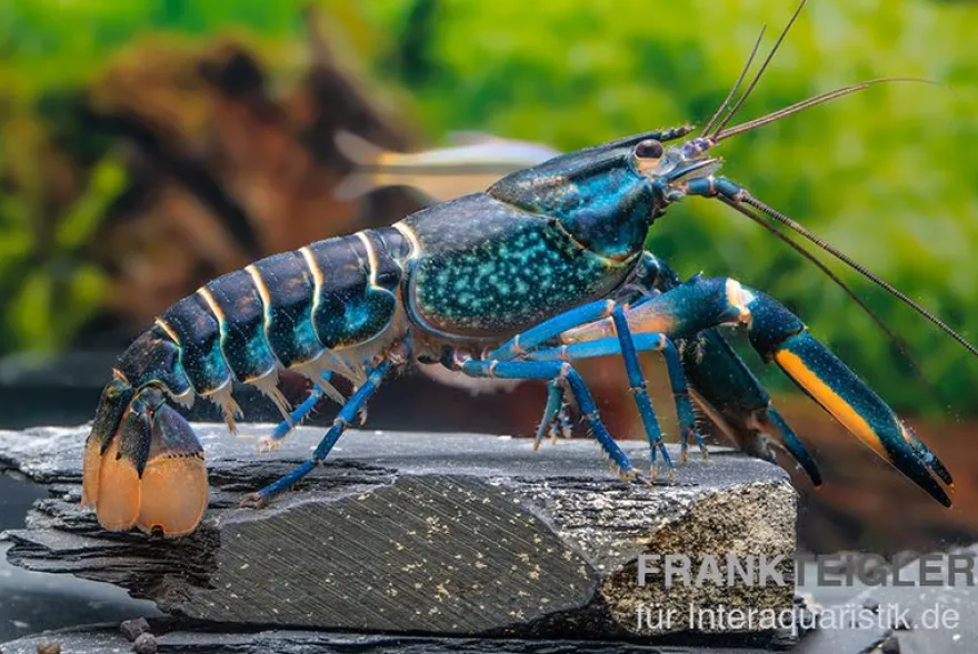 Cherax "Pink Coral", Cherax warsamsonicus - Zufällig