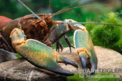 Cherax sp. "Red Chilli Blue Claw" - Zufällig