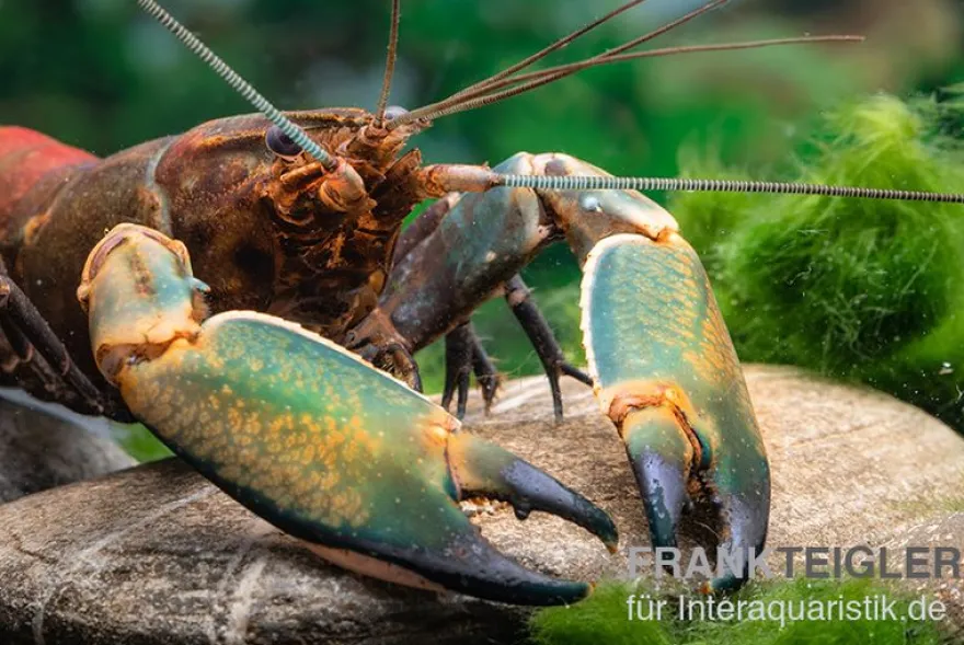 Cherax sp. "Red Chilli Blue Claw" - Zufällig