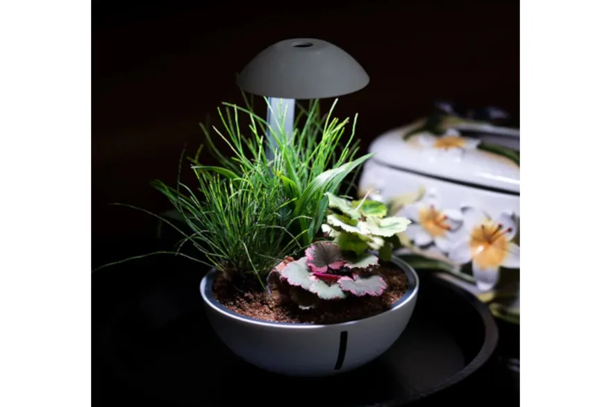 Chihiros Tiny Terrarium Egg (Set)