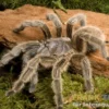 Chilenische Vogelspinne, Grammostola porteri