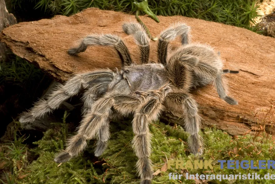Chilenische Vogelspinne, Grammostola porteri